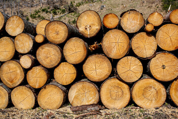 pile of wood logs stumps for winter