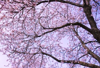 Cherry blossom tree in spring flower background 