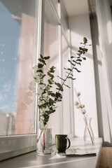 Eucalyptus in a vase on the window in the sun