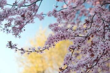Blossom of Cherry Prunus serrulata, Prunus cerasifera var. pissardii, Black Cherry Plum,  Purple Leaf Plum