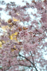 Blossom of Cherry Prunus serrulata, Prunus cerasifera var. pissardii, Black Cherry Plum,  Purple Leaf Plum