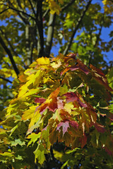 Baum in leuchtend goldenem Herbstfarbenkleid