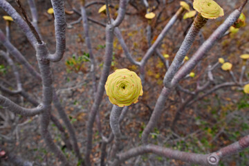 Aeonium plant (Aeoniumcanariense) typical for dry, salty and arid environment of Canary Islands.