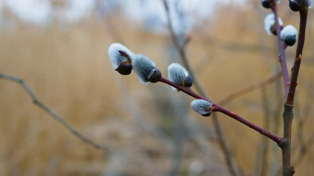 Blooming bush on the tree. The willow is in bloom. Nature background with beautiful flowering branch