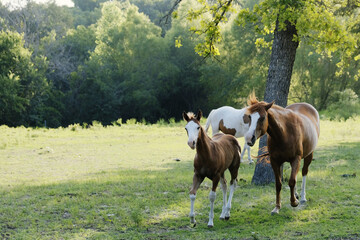Fototapeta na wymiar Horses with foal running through spring field in Texas.