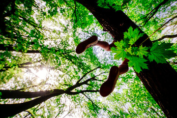 guy's legs hanging from a tree, spring, rest.