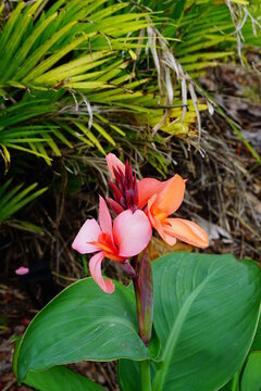 Canna Lily plant and green leaf