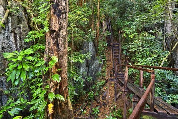 Jungle hiking trail