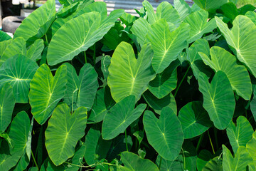 Green giant taro leaves Weeds in tropical wetlands in Southeast Asia.

