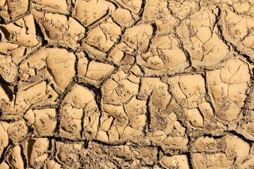 Dried mud texture