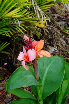 Canna Lily plant and green leaf	
