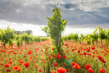 Ecologic vineyard in La Mancha, Spain