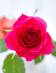 Red rose, a photo from above for a flower, beautiful colors, for a postcard