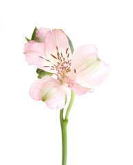 Fototapeta na wymiar Peruvian lily, Alstroemeria, lily of the Incas with light pink flowers, on white background