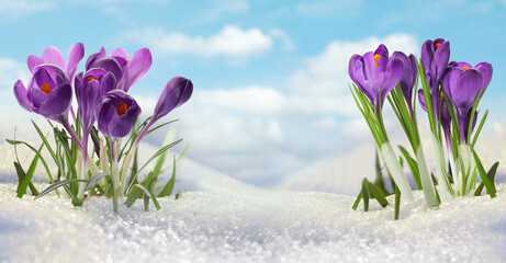 Beautiful spring crocus flowers growing through snow outdoors, banner design