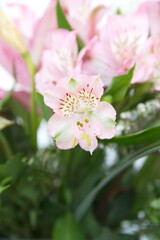 Peruvian lily, Alstroemeria,  lily of the Incas with light pink flowers