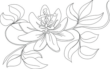 Obraz premium Peony flower and trpical flower with coral isolate on white background.