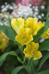 Yellow Peruvian lily, Alstroemeria, lily of the Incas, spring bouquet