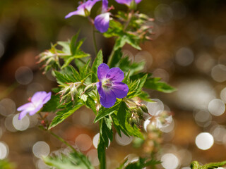 Geranium pratense |  Meadow geranium or meadow crane's-bill. Flowers with pale blue petals darker...