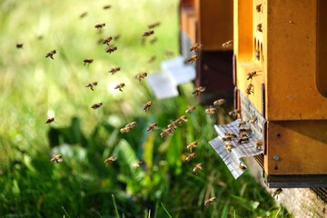 Fototapeta na wymiar Bienen im Anflug auf Bienenstock