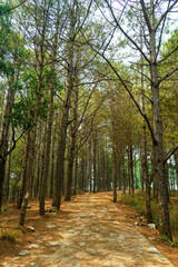 Cement road leading to pine forest in Gia Lai province, Vietnam