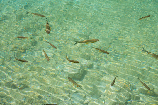 A school of fish (chub) in crystal clear blue water and a visible floor with sand and stones.
