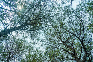 scenic view of small and tall pine trees with sun light in the forest when looking up