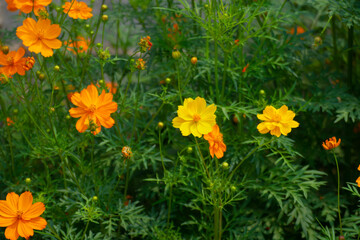 Yellow starburst flowers blooming in the morning light.