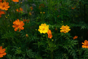 Yellow starburst flowers blooming in the morning light.