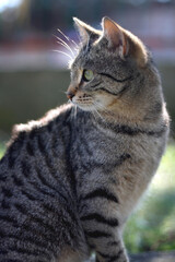 Brown tabby cat sitting in a garden. Selective focus. 