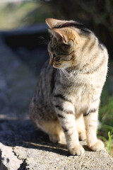 Brown tabby cat sitting in a garden. Selective focus. 