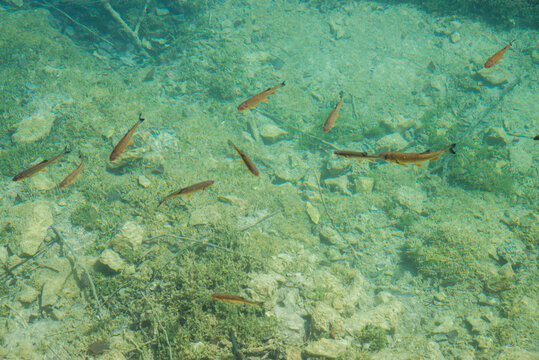 A school of fish (chub) in crystal clear blue water and a visible floor with sand and stones.