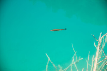 Naklejka premium Single fish (chub) in crystal clear blue water and a stick under water.
