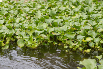 Obraz na płótnie Canvas Many water hyacinth plants on the lake with drops of water on the leaves.