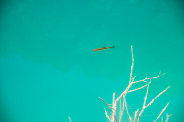 Fototapeta premium Single fish (chub) in crystal clear blue water and a stick under water.