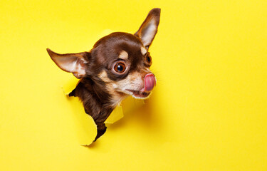 Portraite of cute puppy toy terrier climbs out of hole in colored background. Little smiling dog on bright trendy yellow background. Free space for text.