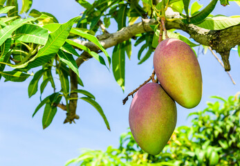 Close-up of mango fruits on the mango tree in Pingtung, Taiwan. 
