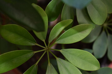 Fototapeta na wymiar close up of a plant