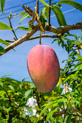 Close-up of mango fruits on the mango tree in Pingtung, Taiwan. 