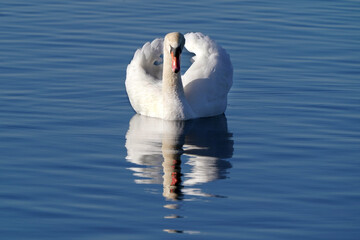 Mute swans in evening light in late winter on quiet water with reflections, preening, feeding and resting
