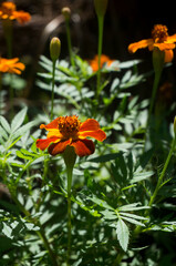 Marigold flowers are often planted in the yard as an ornamental plant . (focus on foreground)