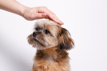 Portraite of cute puppy Shih tzu. Woman stroking little smiling dog. White background. Free space for text.