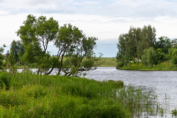 trees on the lake