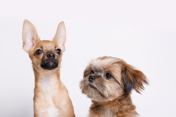 Portraite of cute puppies Shih tzu and chihuahua. Little smiling dogs on bright trendy white background. Free space for text.