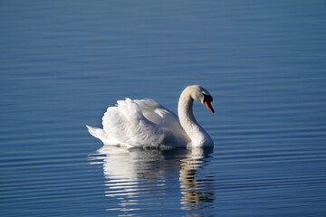 Fototapeta na wymiar Mute swans in evening light in late winter on quiet water with reflections, preening, feeding and resting 