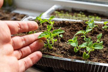 Female hands hold a young sprout. Gardening home. Top view