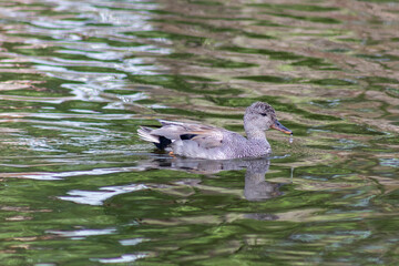 Wild ducks on a pond with green water 