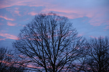 Kahle Baumkronen unter kaltem Winterhimmel