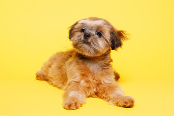 Portraite of cute puppy Shih tzu. Little smiling dog on bright trendy yellow background. Free space for text.