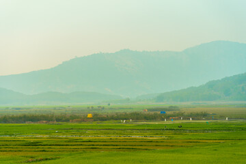 Fototapeta premium Green rice field with mountains background under blue sky
